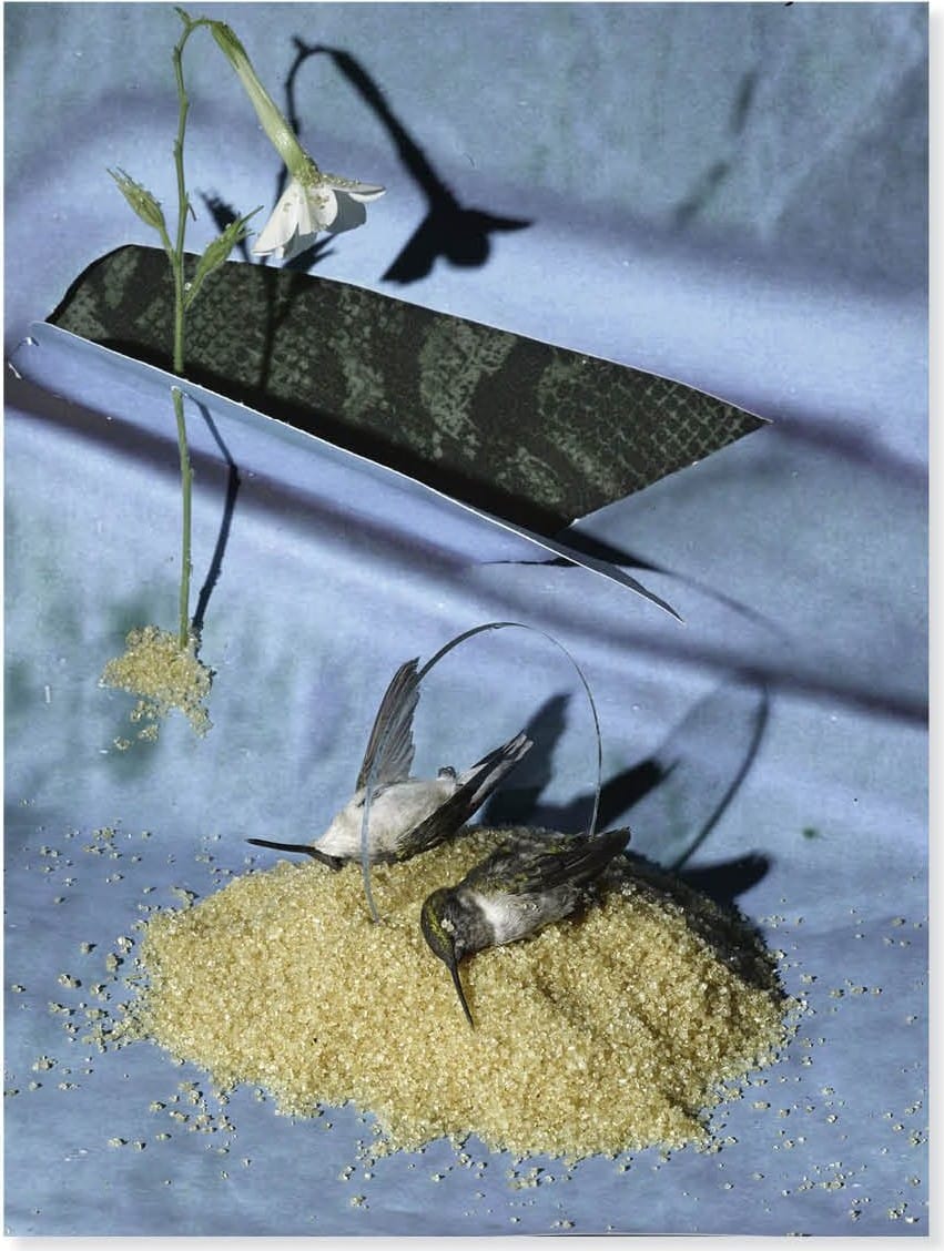 Opera di Sheida Soleimani: due colibrì su un mucchio di zucchero, un fiore e una sagoma di carta